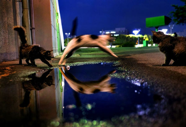 NEKO Project, Masakazu ikeguchi - Untitled, 2012