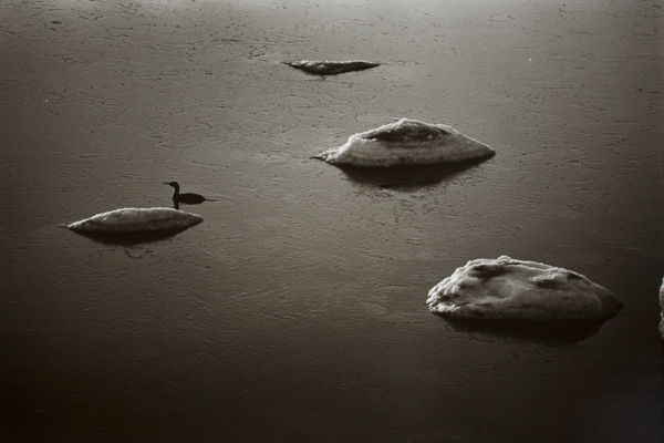 Hideoki, Duck swimming around floating ice - Hokkaido, Japan, 1977
