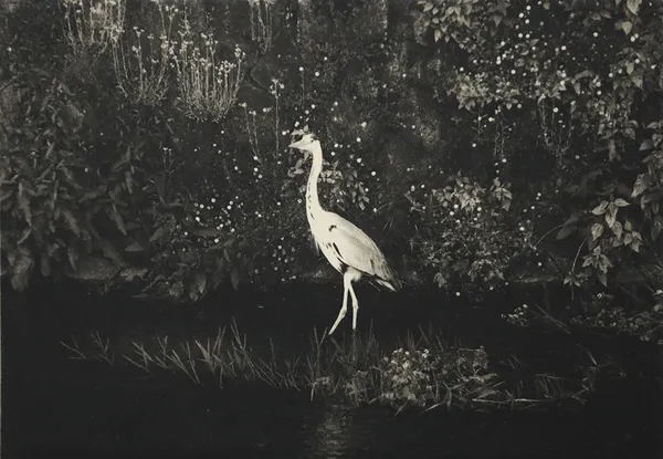 Anaïs Lopez, The Heron, 2023