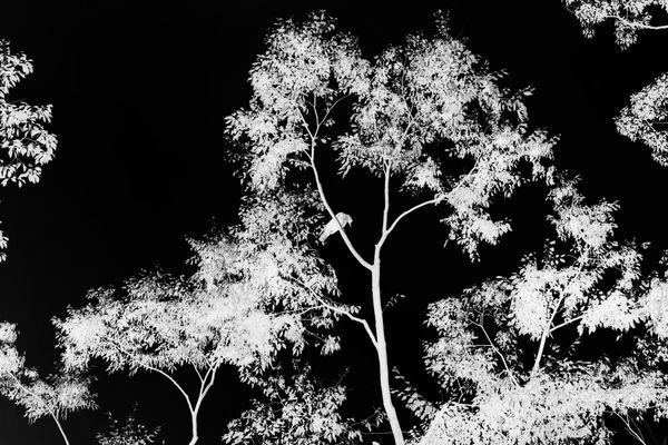 Anaïs Lopez, Crow in a tree by the Kamo River, 2023