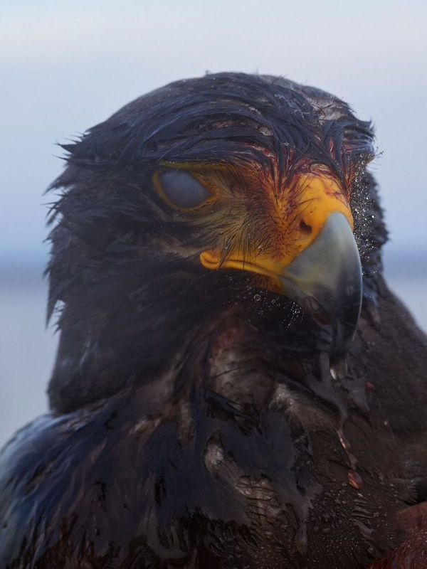 Guillaume Simoneau, Untitled from Murder (after the fight 01), Takeo City, Saga Pref, Japan, 2016