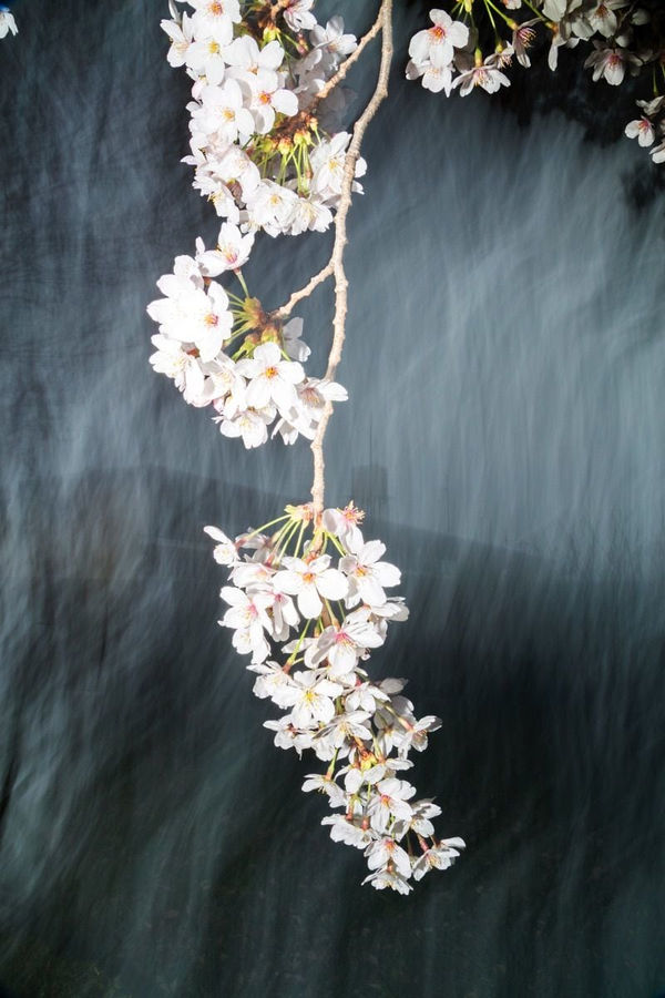 Yoshinori Mizutani, Sakura 022, 2015