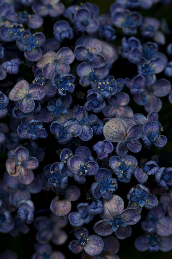 Shimpei Yamagami, Epiphany 15, 2018-2021