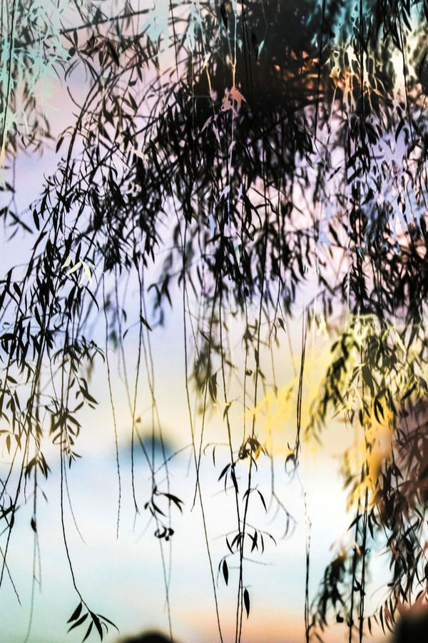 Yoshinori Mizutani, HDR_Nature 013, 2016-2018