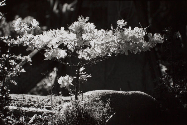 Hideoki, Sun's Spotlight on a Tree Flow - Kiso Valley, Japan, 1977