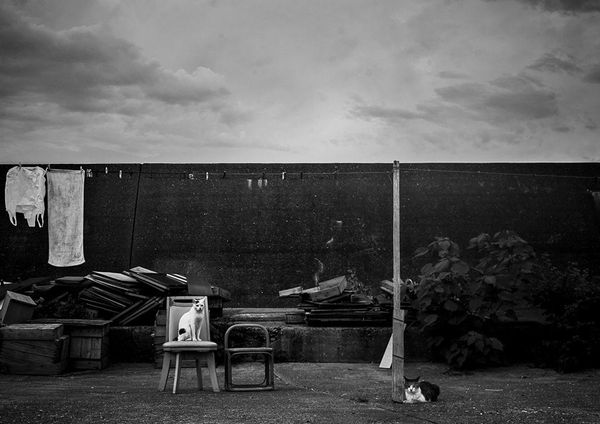 NEKO Project, Aiko Iwasaki - Untitled