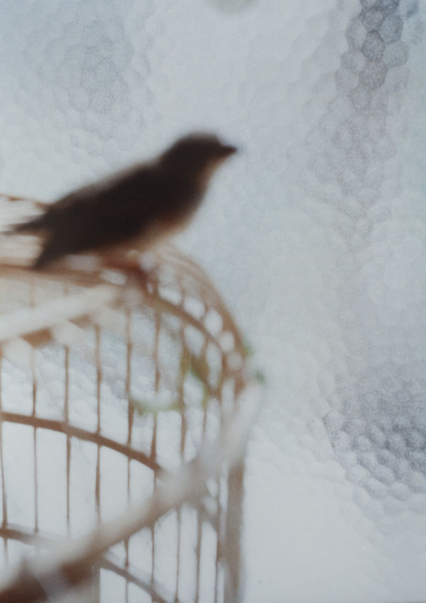 Hanayo, Untitled (bird), 2018/2021