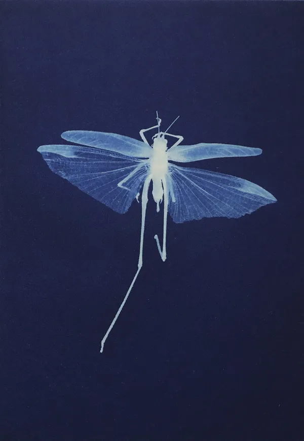 Anaïs Lopez, Siebold's Grasshopper, 2023