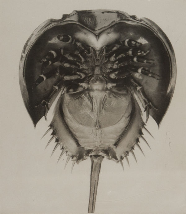 Kiyoshi Niiyama, Horseshoe Crab, 1956