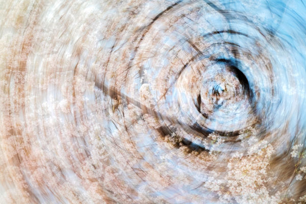 Yoshinori Mizutani, Sakura 005, 2015