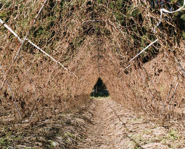 Yoko Ikeda, 1460-06 Aizumisato Town, Fukushima Prefecture, 2016