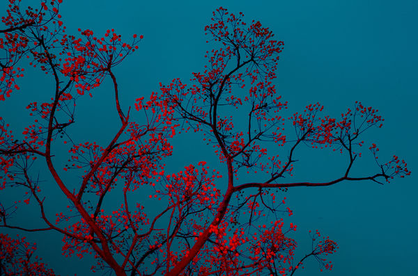 Paul Cupido, Mukayu #28, 2019