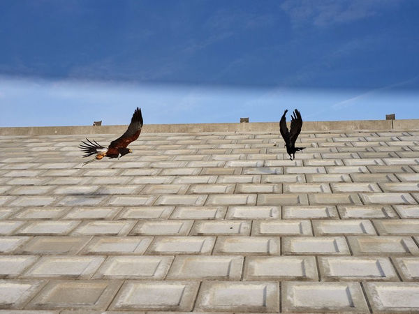 Guillaume Simoneau, Untitled from Murder (fight 02), Takeo City, Saga pref, Japan, 2016