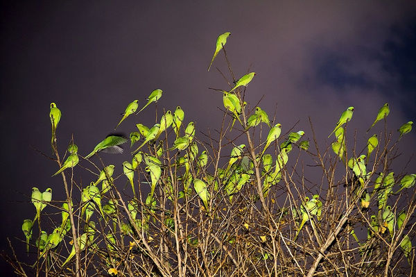 Yoshinori Mizutani, Tokyo Parrots 029, 2013
