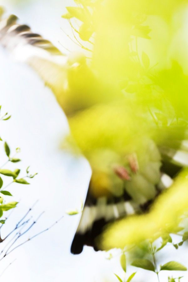 Yoshinori Mizutani, Voices of Flowers 004, 2016