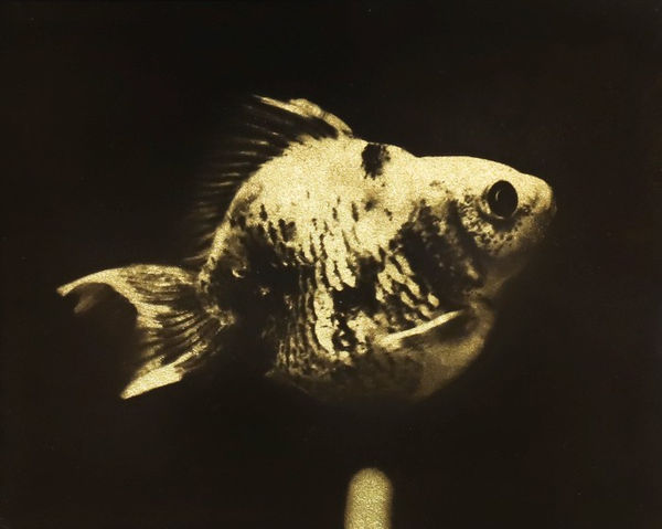 Naohiro Ninomiya, Glanage-16, 2019