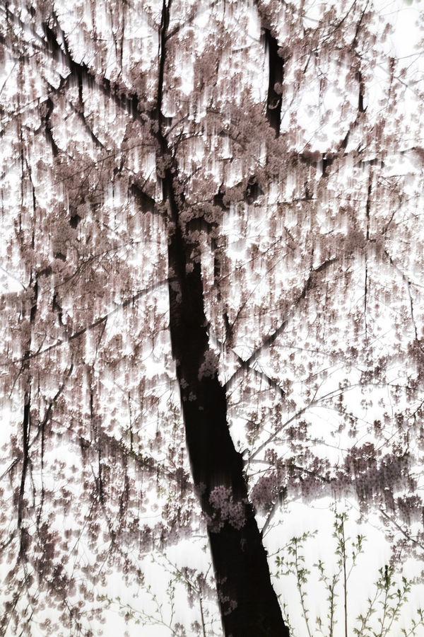 Yoshinori Mizutani, Sakura 016, 2015