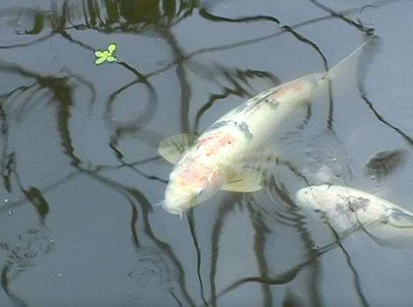 Madelon Hooykaas, Koi in water, from 'Haiku, the art of the present moment', 2007/2023