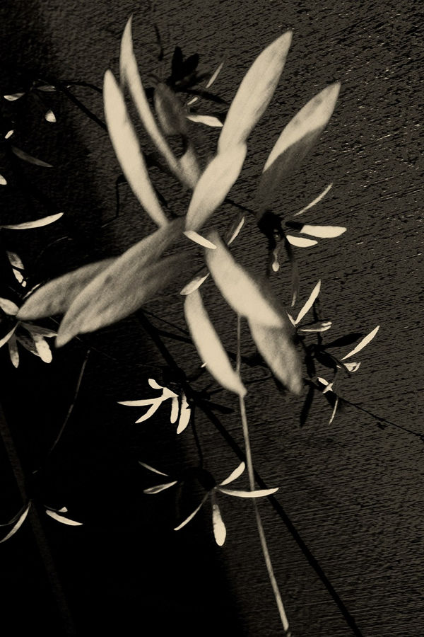 Paul Cupido, Euphoria, 2019