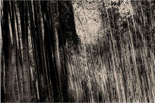 Paul Cupido, Mukayu #12, 2019