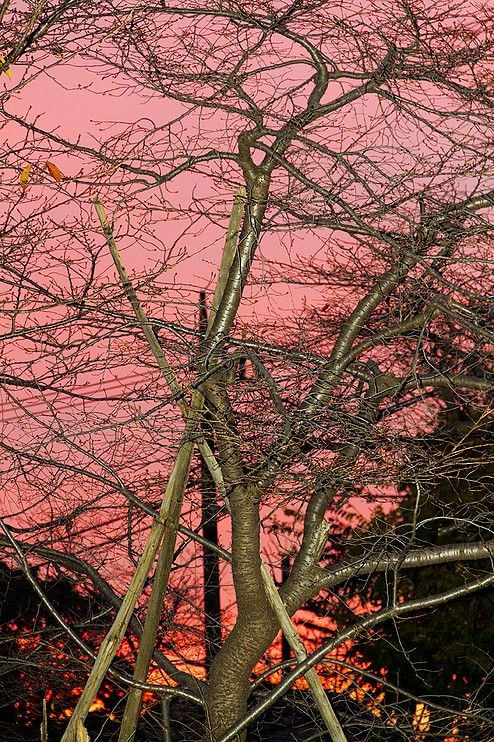 Yoshinori Mizutani, Tokyo Parrots 015, 2013