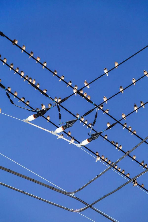 Yoshinori Mizutani, The Birds 035, 2016