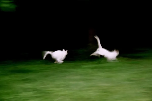 Nini Frisky, NiNi Frisky - It was a film, 2014