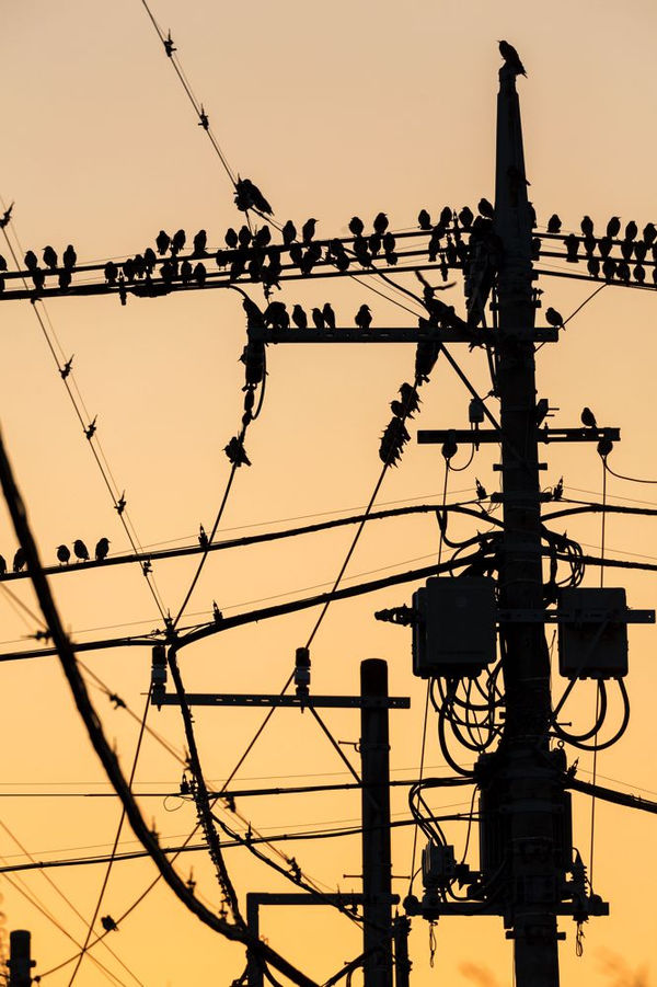 Yoshinori Mizutani, The Birds 006, 2016