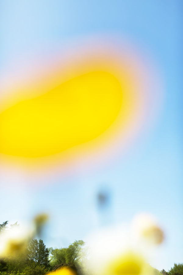 Yoshinori Mizutani, Voices of Flowers 013, 2016