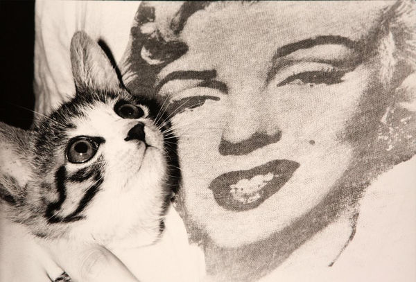 Masahisa Fukase, Sasuke! My Dear Cat - Marilyn Monroe, 1978