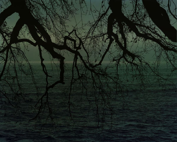 David Favrod, Un arbre au bord de l'océan, 2019