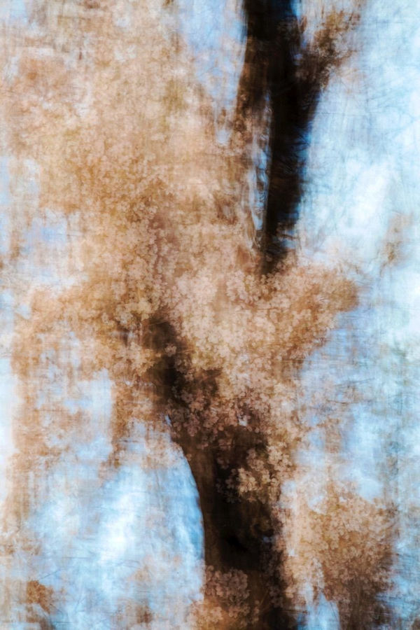 Yoshinori Mizutani, Sakura 008, 2015