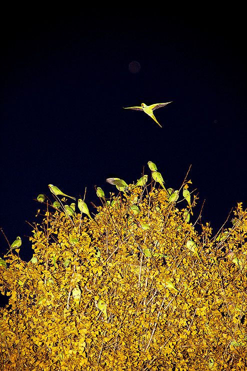 Yoshinori Mizutani, Tokyo Parrots 039, 2013