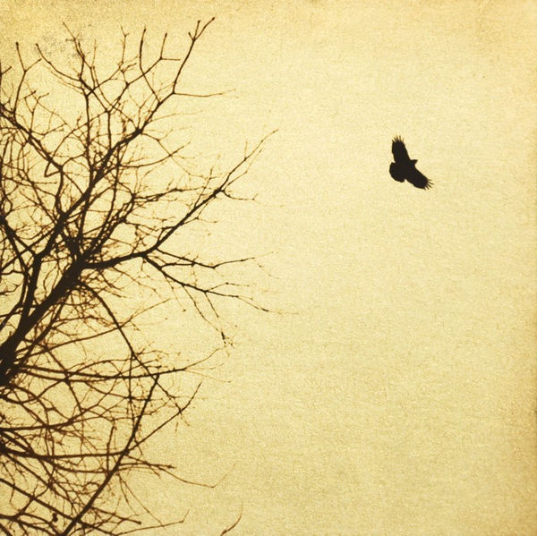 Naohiro Ninomiya, Glanage-11, 2019