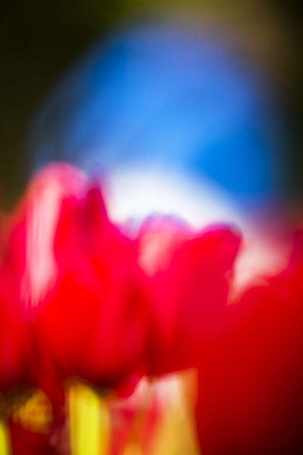 Yoshinori Mizutani, Voices of Flowers 040, 2016