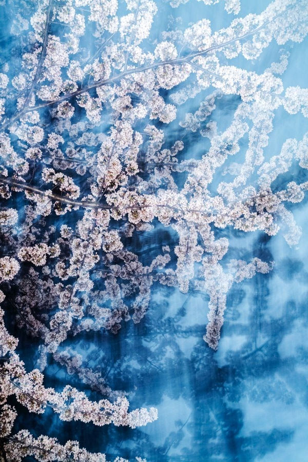 Yoshinori Mizutani, Sakura 029, 2015