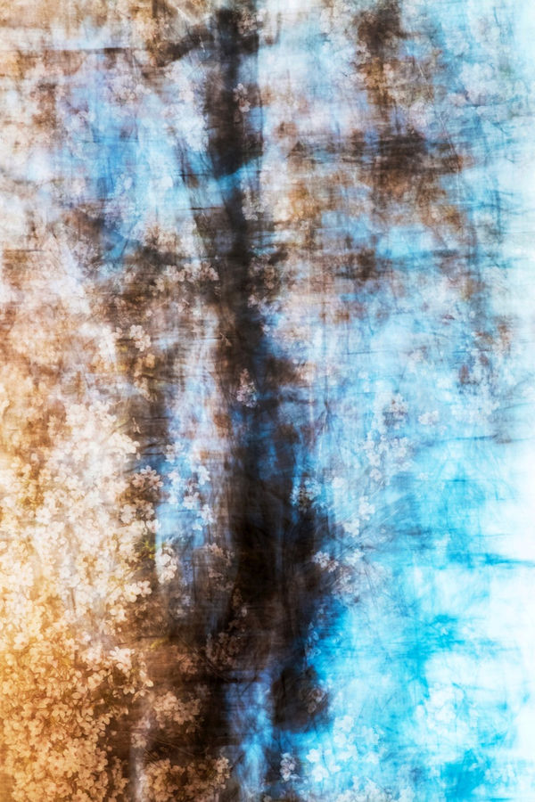 Yoshinori Mizutani, Sakura 009, 2015