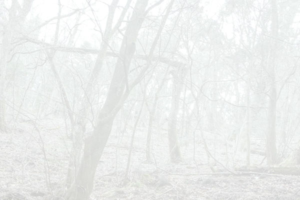 Yukari Chikura, Untitled, from Fluorite Fantasia, 2015