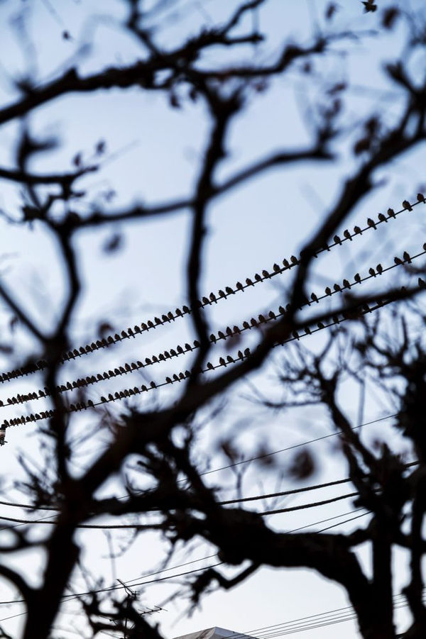 Yoshinori Mizutani, The Birds 030, 2016