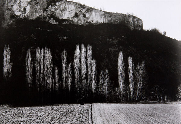 Various International Artists, Adam Woolfitt - Poplars by the Garonne River, 1976