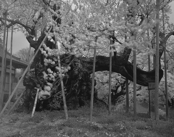 Keiichi Ito, Okitama Yamagata-ken, 2012