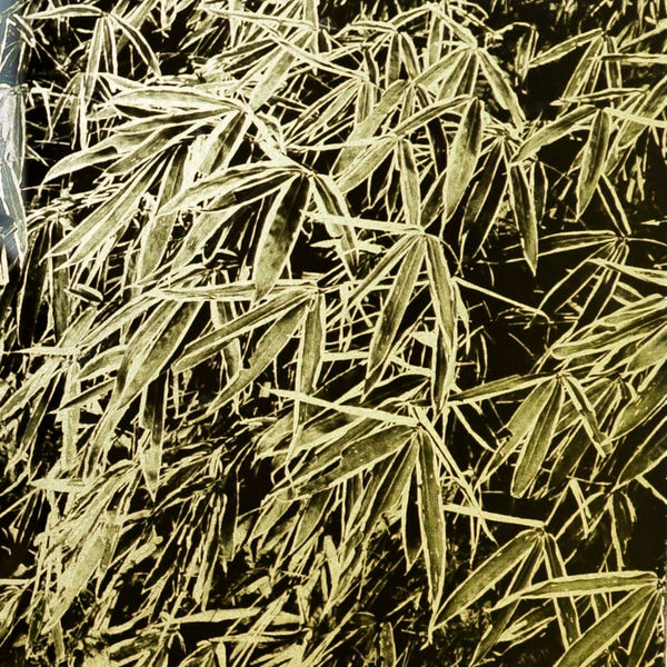 Naohiro Ninomiya, Glanage-18, 2019