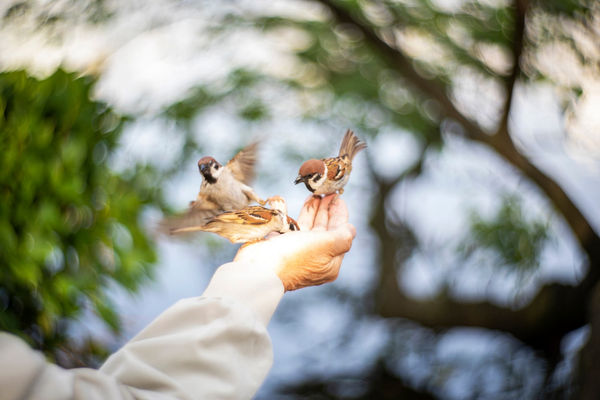 Yoshinori Mizutani, Tori to te 007, 2017