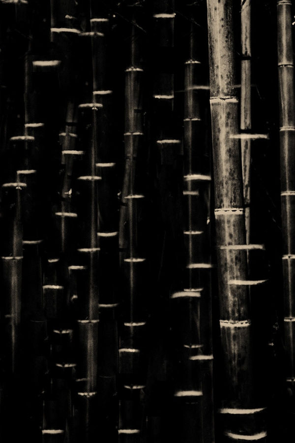 Paul Cupido, Mumu, 2016