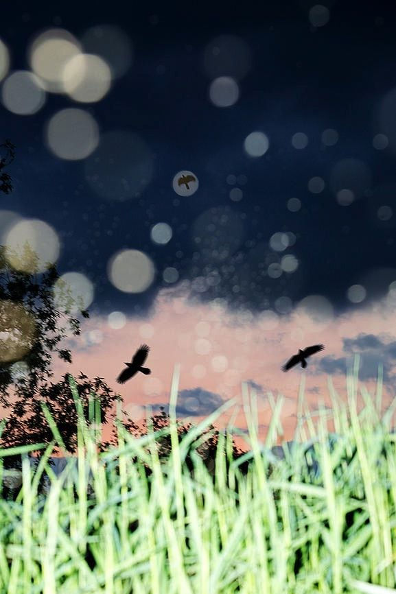 Yoshinori Mizutani, Yusurika 039, 2015