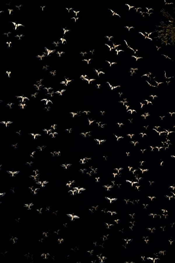 Yoshinori Mizutani, The Birds 025, 2016