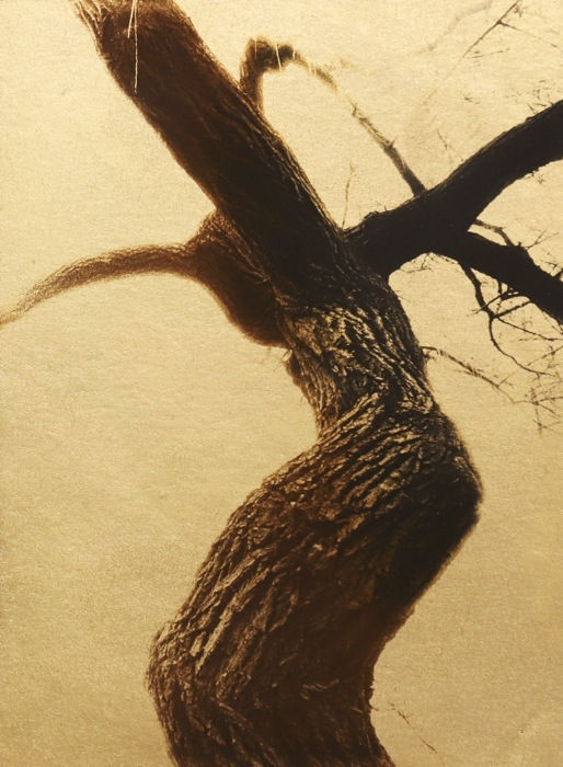 Naohiro Ninomiya, Glanage-12, 2019