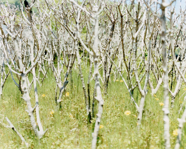 Yoko Ikeda, 0809-02 Kamikaze Town, Hyogo Prefecture, 2011