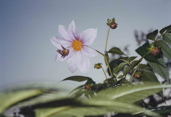 Ryudai Takano, 2004.11.23 #34 (Daily Snapshots), 2004