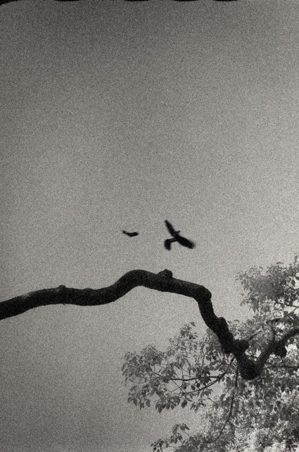 Paul Cupido, Tori Birds #5, 2019